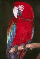 Parrot 5 